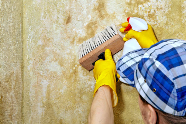 Best Mold Prevention Services  in Arroyo Seco, NM